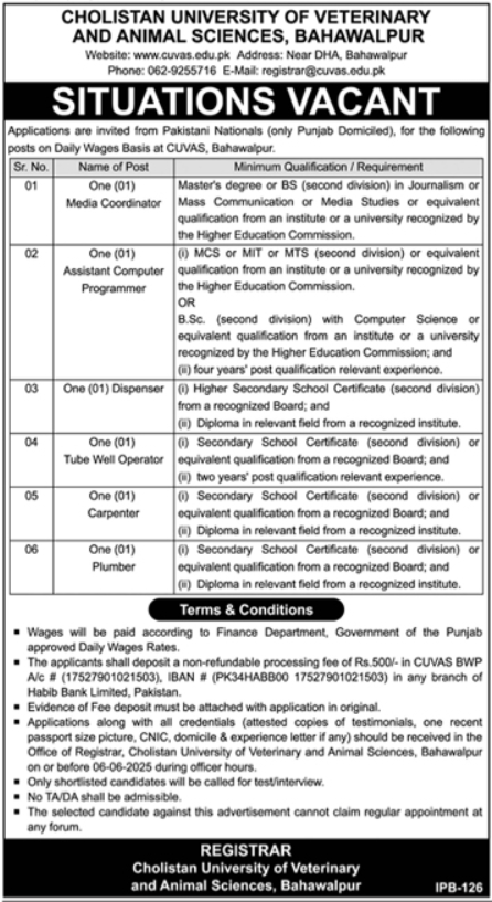  Job Opportunities Cholistan University of Veterinary and Animal Sciences CUVAS Management Posts Bahawalpur 2025